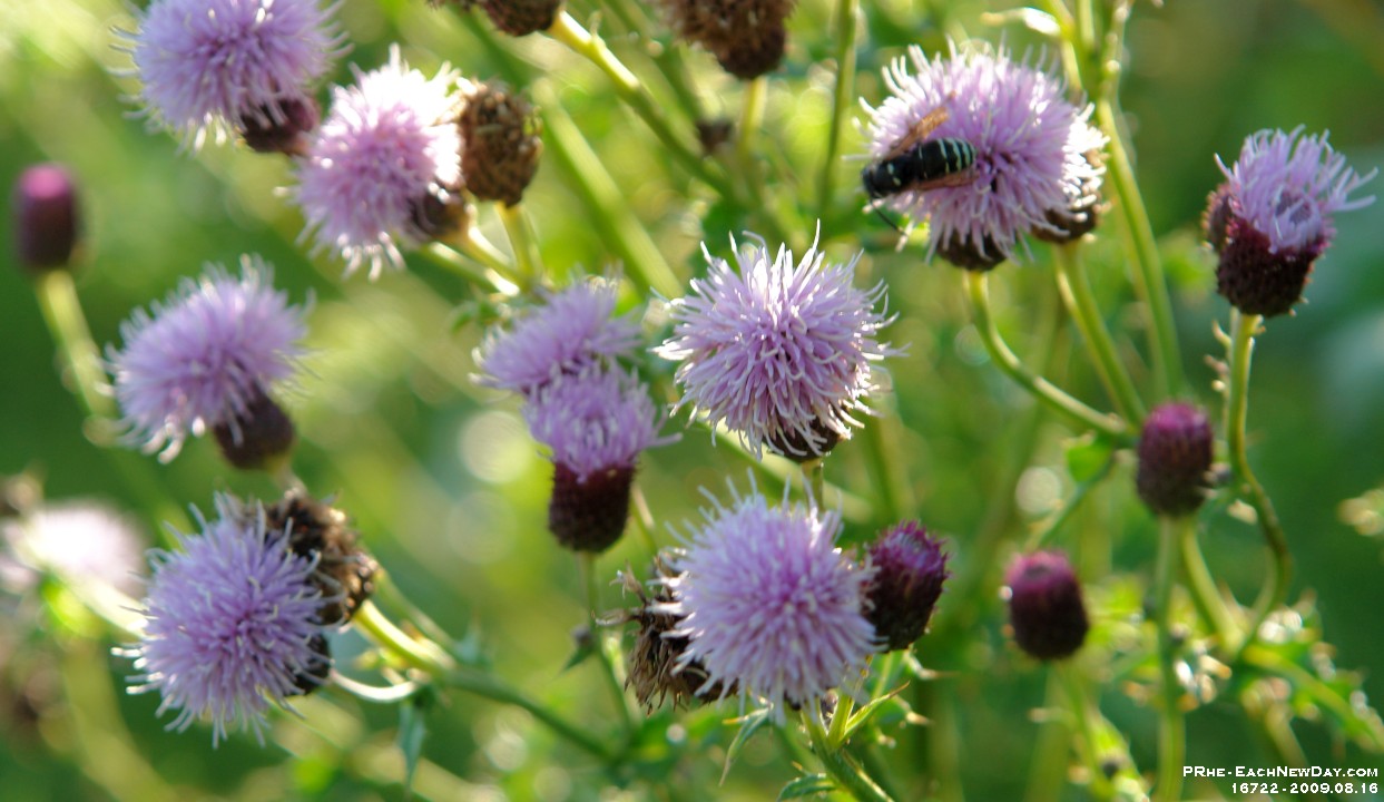 16722CrLe - Beach Walk, Ty Colwyn, Sooke